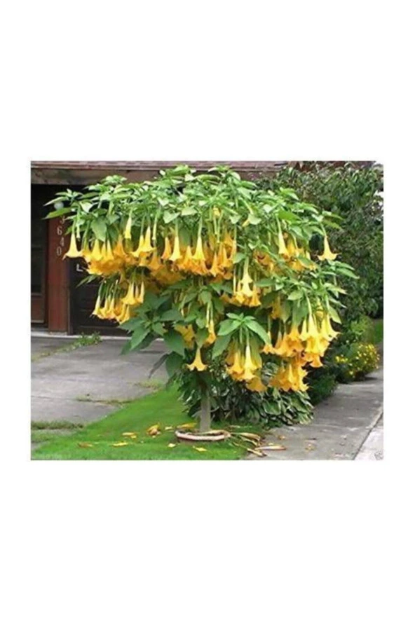 20 Adet Tohum Nadir Organik Yalı Çiçeği Balkon Çiçeği Tohumu Organik Hediye Tohumlu ürün görseli 1