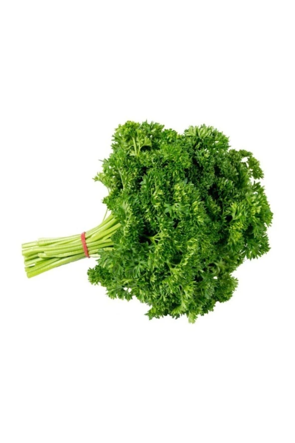 50 Adet Tohum Nadir Ithal Kıvırcık Maydanoz Tohumu Balkon Nanesi Organik Bahçe Yeni Hasat Tohum ürün görseli 1