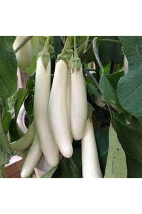 20 Adet Tohum Nadir Organik Uzun Beyaz Kemer Patlıcan Tohumu Hobi Bahçe Yetiştiricilik Saksı Toprak ürün görseli 1