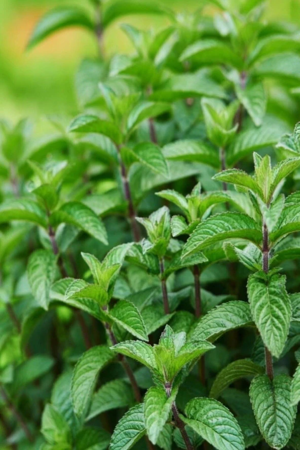 200 Adet Tohum Nadir Organik Saksılık Mis Nane Tohumu Balkon Yetiştirme Sanatı Saksı Toprak Hediyeli ürün görseli 1
