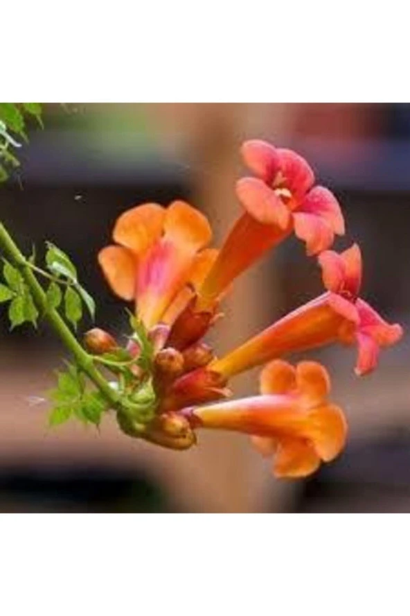 10 Adet Tohum Nadir Kırmızı Acem Borusu Organik Çiçek Tohumu Saksı Toprak Hediyemiz ürün görseli 1