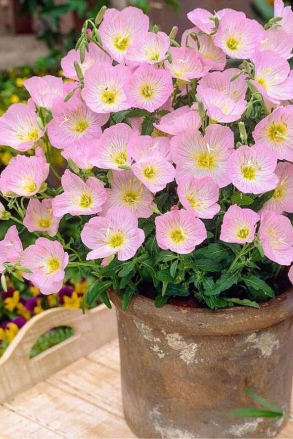 50 Adet Tohum Nadir Pembe Renkli Ezan Çiçeği Tohumu Saksı Toprak Hediyeli ürün görseli 1