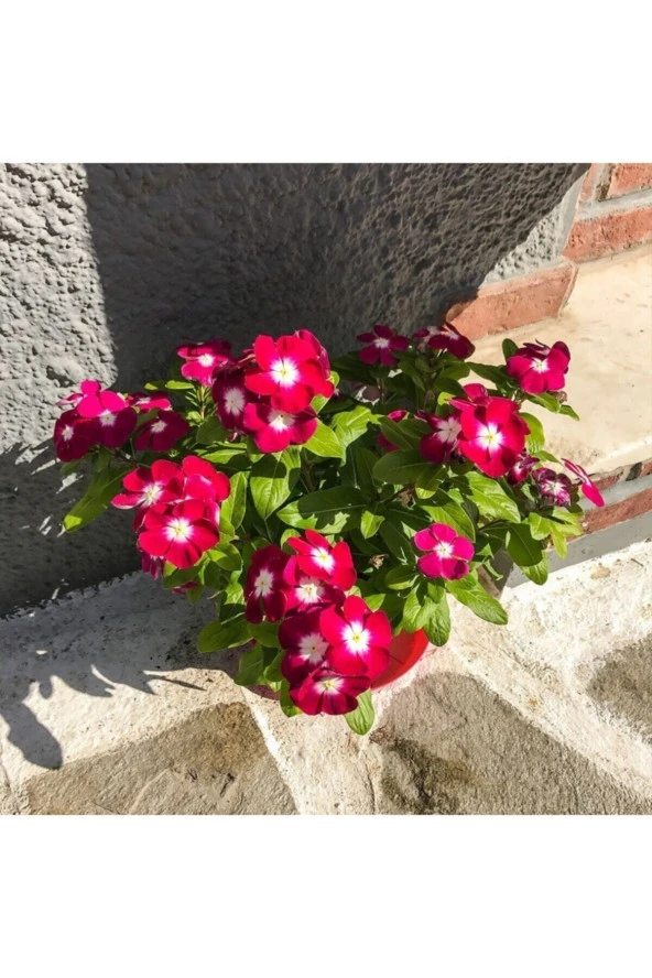 20 Adet Tohum Nadir Pembe Cezayir Menekşe Çiçeği Tohumu Organik Saksı Toprak Hediye ürün görseli 1