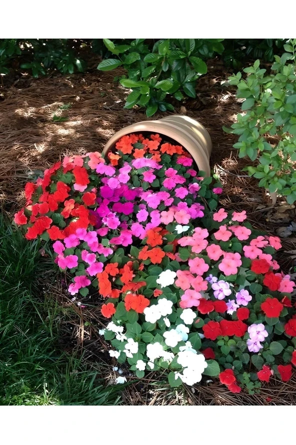 30 Adet Tohum Nadir Karışık Renkli Cezayir Menekşe Çiçeği Çiçek Tohumu Osmanlı Saray Çiçekleri ürün görseli 1
