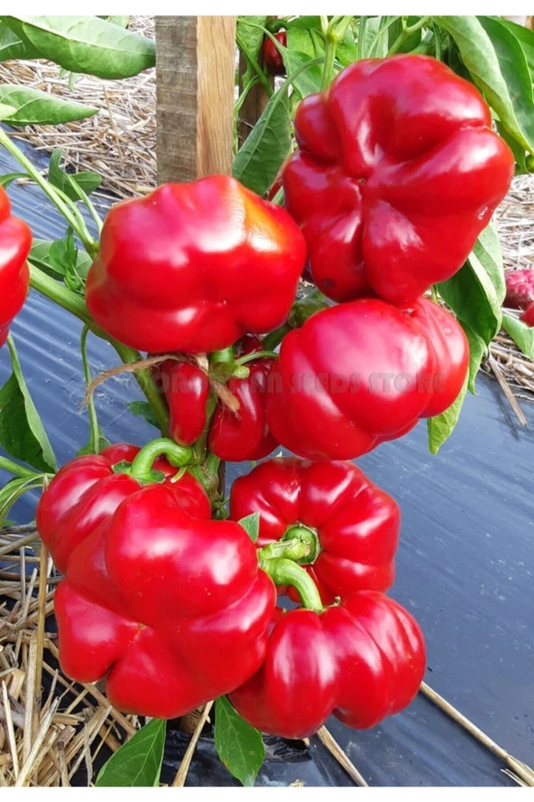 50 Adet Tohum Nadir Tatlı Organik Kırmızı Domates Biberi Tohumu Saksı Toprak Hediyeli ürün görseli 1