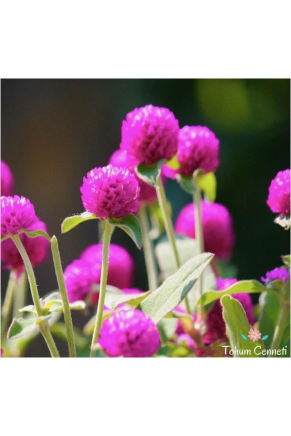 25 Adet Tohum Nadir Mor Hanım Düğmesi Çiçeği Tohumu Saray Çiçeği Saksı Topraklı ürün görseli 1