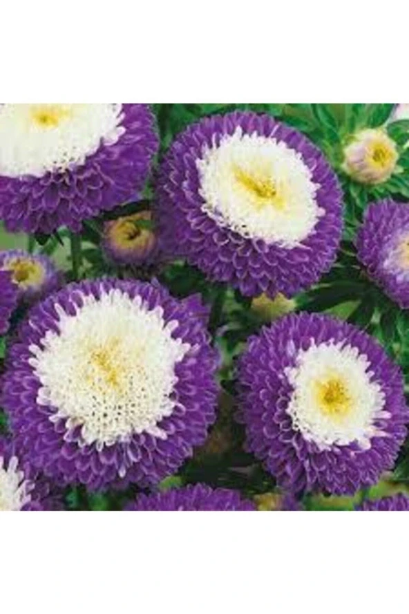 20 Adet Tohum Nadir Mor Beyaz Osmanlı Saraypatı Saray Patı Çiçeği Tohumu Organik Tohum Hediye Tohum ürün görseli 1