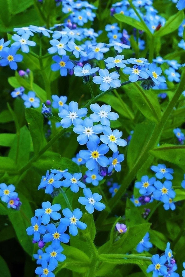 25 Adet Tohum Nadir Mavi Beni Unutma Çiçeği Beniunutma Çiçek Tohumu Organik Dağ Çiçeği Tohumu ürün görseli 1