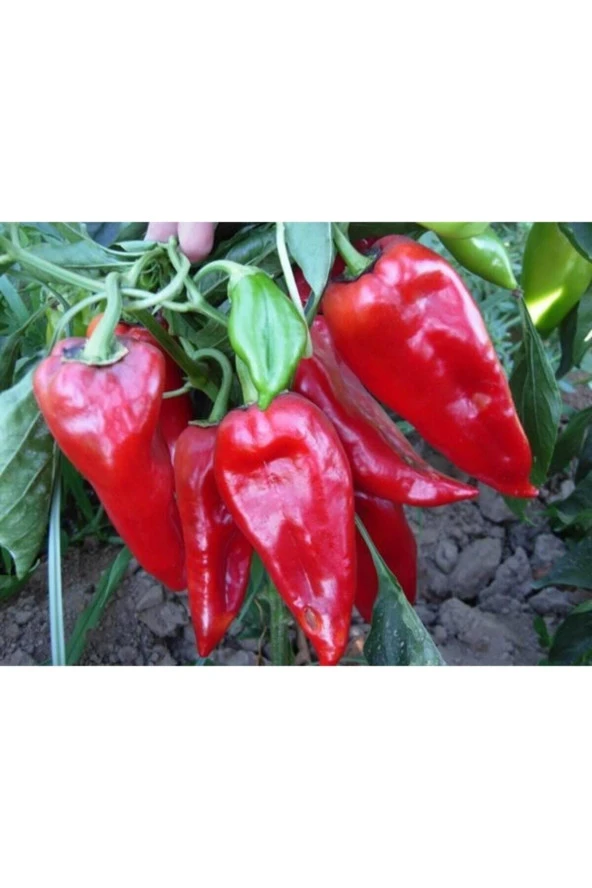 25 Adet Tohum Nadir Kırmızı Etli Kapya Kebaplık Biber Tohumu Yeni Sezon Tarla Biberi Tohumu