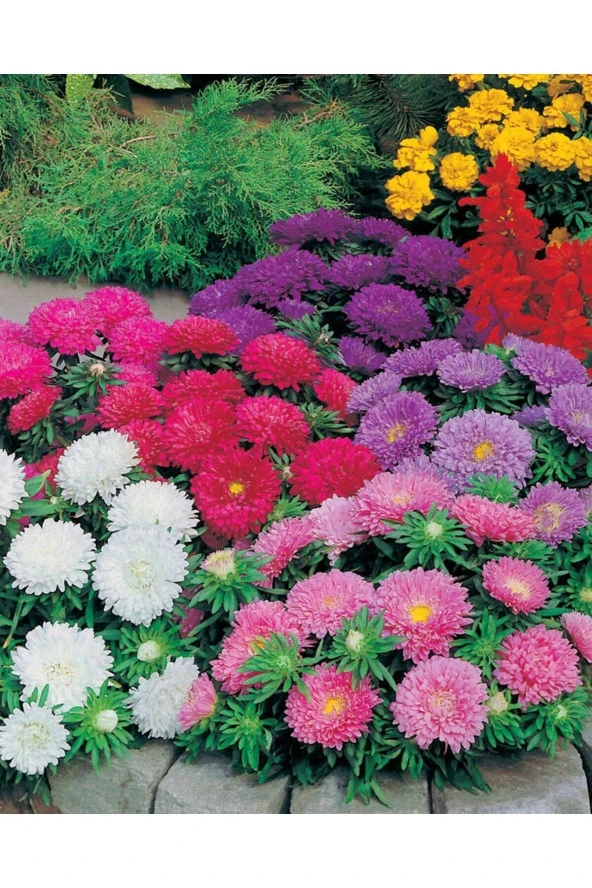 30 Adet Tohum Nadir Saraypatı Osmanlı Bahçe Çiçeği Tohumu Saray Çiçeği Tohumu Saksı Toprak Hediye ürün görseli 1