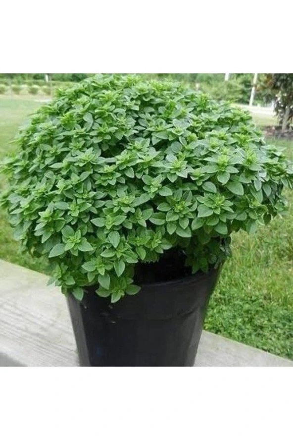 100 Adet Tohum Egzotik Kokulu Oromatik Top Reyhan Tohumu Yeni Hasat Saksı Toprak Hediyemiz ürün görseli 1