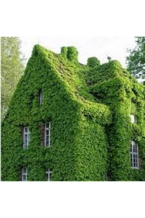 200 Adet Tohum Nadir Organik Tohum Yeşil Amerikan Sarmaşığı Tohumu Yeni Sezon Tohumlar Tırmanma ürün görseli 1