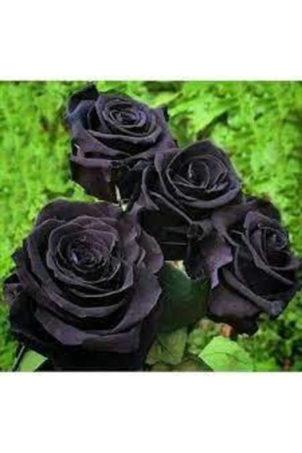 10 Adet Tohum Nadir Bulunan Kara Gül Siyah Bahçe Gülü Orjinal Dağ Gülü Tohumu Hediye Tohumlu ürün görseli 1