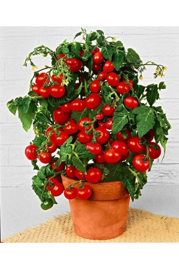25 Adet Tohum Nadir Çeri Cherry Domates Tohumu Organik Saksılık Domates Saksı Toprak Hediye