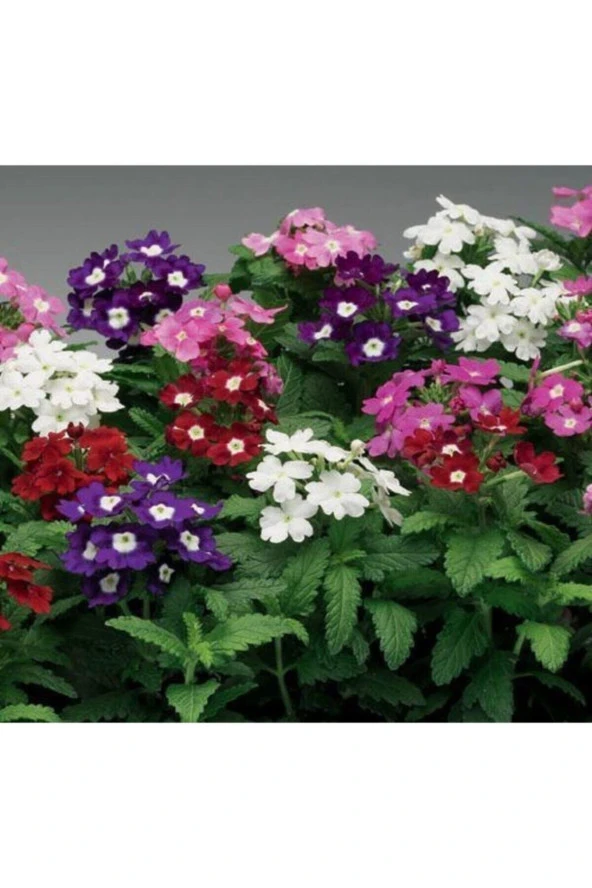 50 Adet Tohum Nadir Karışık Renkli Mine Çiçeği Tohum Yer Minesi Çiçek Tohumu Saksı Toprak ürün görseli 1