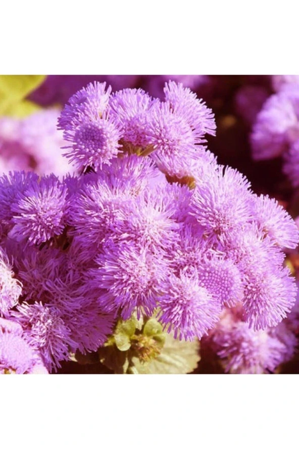 50 Adet Tohum Nadir Pembe Renk Vapur Dumanı Çiçeği Tohumu Sürpriz Hediye Saksı Toprak ürün görseli 1