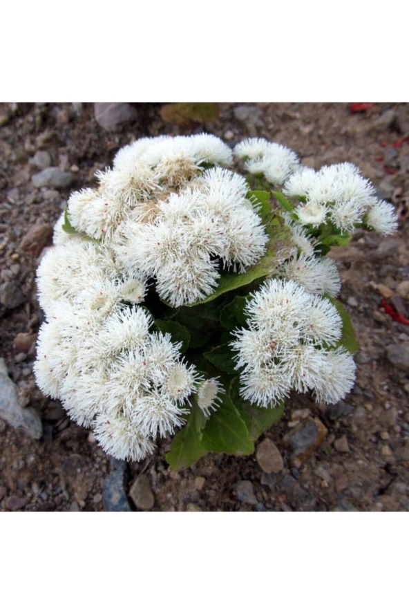 30 Adet Tohum Nadir Beyaz Vapur Dumanı Çiçek Tohumu Duman Çiçeği Tohumu Saksı Toprak Hediye ürün görseli 1