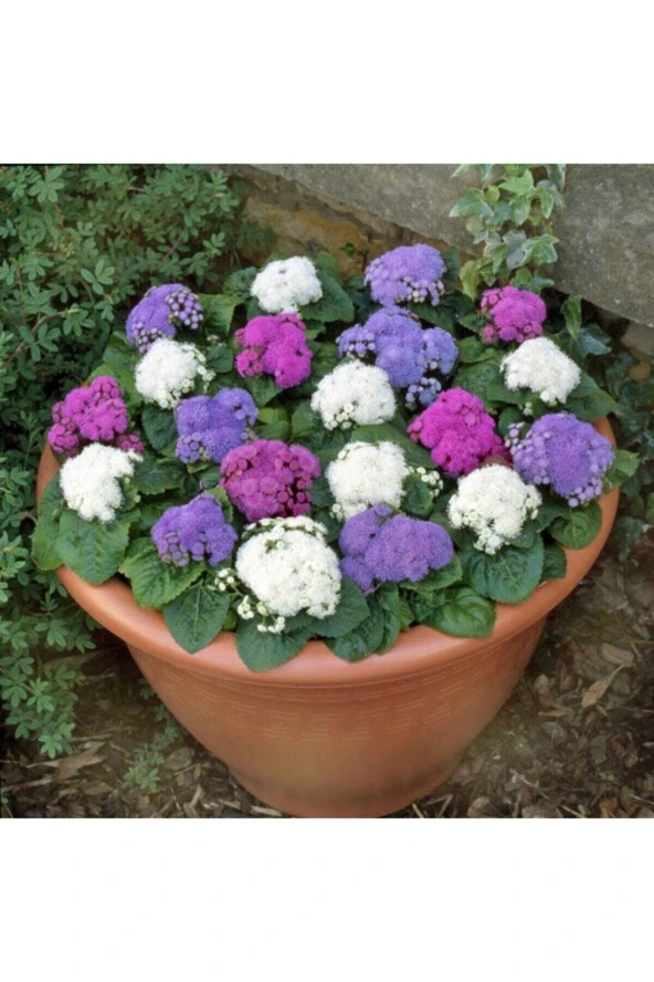 50 Adet Tohum Nadir Karışık Renkli Vapur Dumanı Çiçeği Tohumu Saksı Toprak Hediyelidir ürün görseli 1