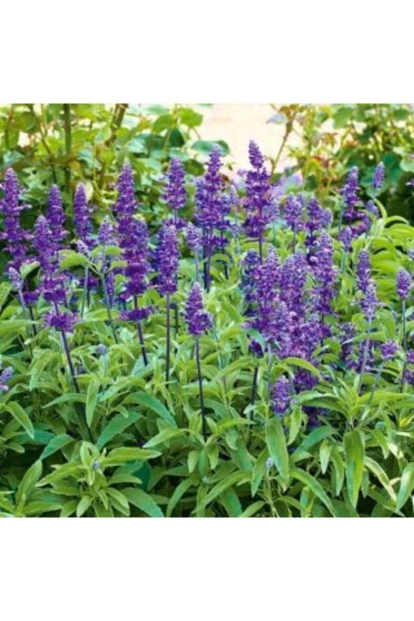 100 Adet Tohum Nadir Adaçayı Çiçeği Tohumu Karışık Renkli Adaçay Çiçeği Tohumu Hediye Tohumlu ürün görseli 1