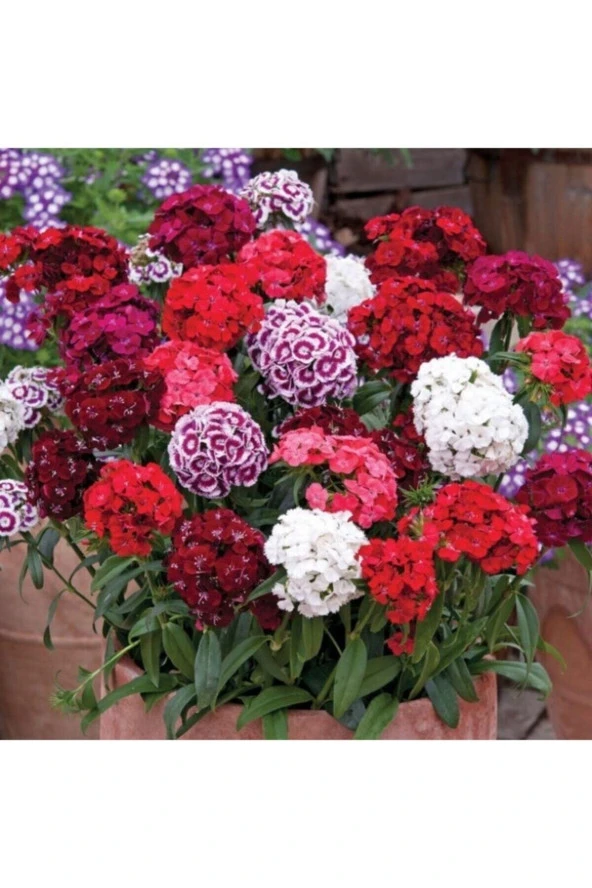 25 Adet Tohum Nadir Karışık Renk Hüsnü Yusuf Saksılık Balkon Çiçeği Tohumu Hediye Tohumlu ürün görseli 1