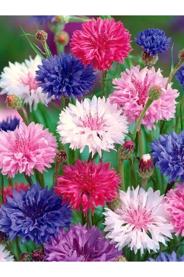 15 Adet Tohum Nadir Yabani Karışık Kır Kontur Kontor Çiçeği Tohumu Yeni Ürün Saksı Toprak Hediyeli ürün görseli 1