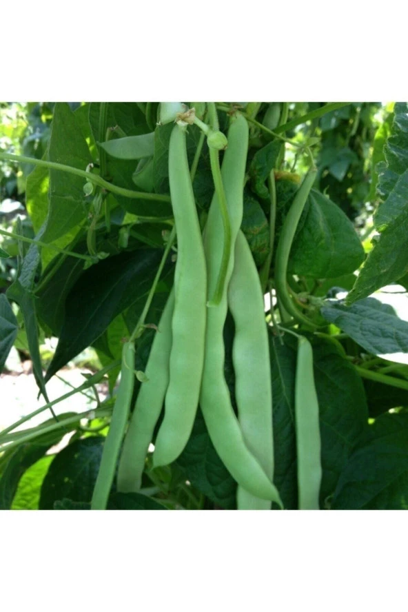 150 Adet Tohum Nadir Organik Taze Sırık Ayşe Kadın Fasulyesi Fasülye Tohumu Orjinal Hediye Tohumlu ürün görseli 1