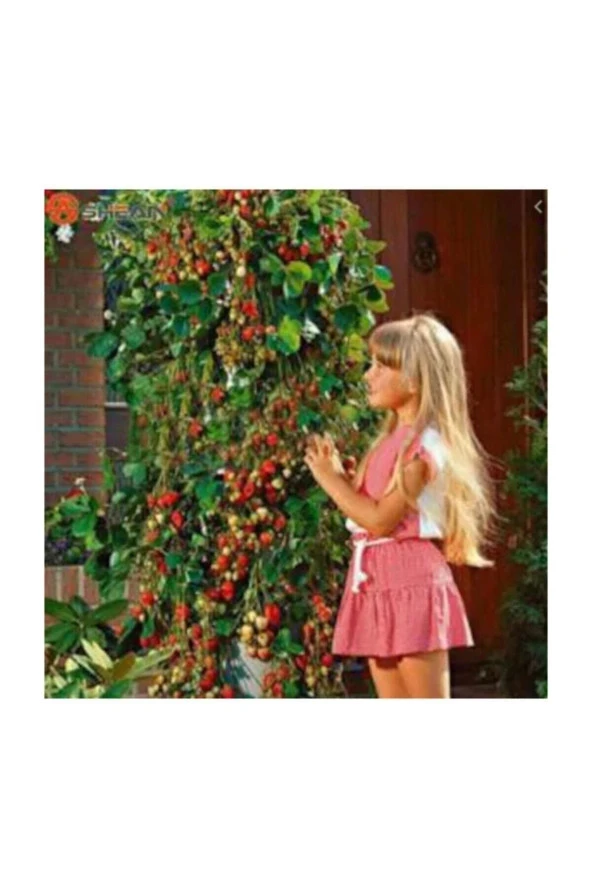 50 Adet Tohum Organik Hormonsuz Alman Çilek Tohumu Yeni Taze Tohum Saksı Toprak Hediyeli ürün görseli 1