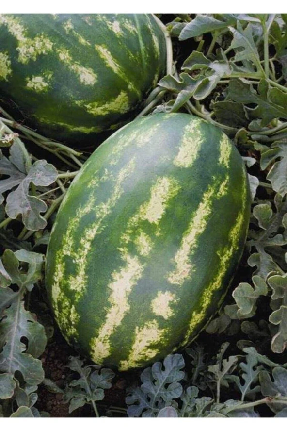 100 Adet Tohum Nadir Tatlı Dev Diyarbakır Organik Karpuz Tohumu Hediye Tohumludur