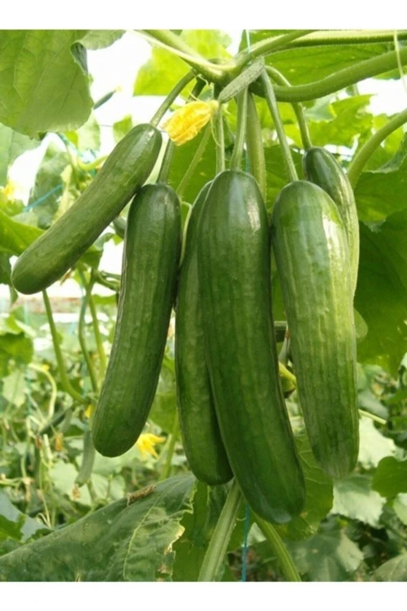 20 Adet Tohum Nadir Organik Sırık Yeşil Salatalık Tohumu Hobi Bahçe Orjinal Köy Tohumu Hediyeli ürün görseli 1