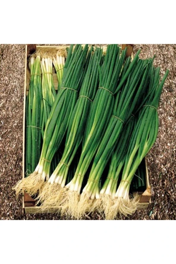 100 Adet Tohum Acısıs Organik Köy Yeşil Firik Soğan Tohumu Hobi Bahçe Yeni Hasat Tohum ürün görseli 1