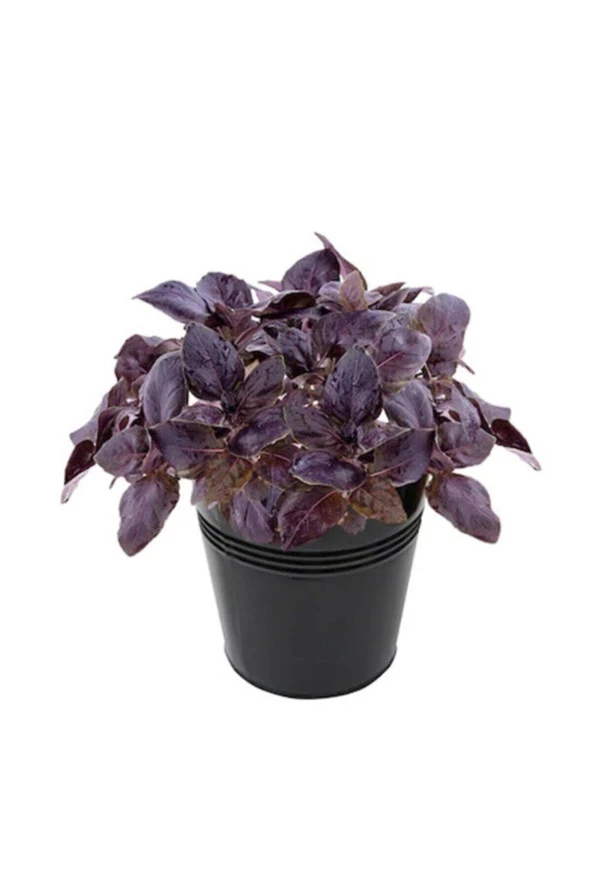 50 Adet Tohum Nadir Mor Mis Kokulu Fesleğen Çiçeği Tohumu Hobi Balkon Çiçek Saksı Toprak ürün görseli 1