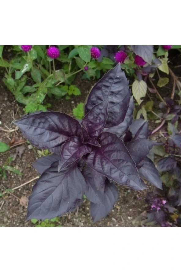 50 Adet Tohum Nadir Mis Kokulu Mor Fesleğen Çiçeği Tohumu Hobi Balkon Çiçeği Tohumu Hediyeli ürün görseli 1