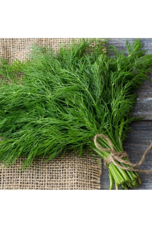 200 Adet Tohum Nadir Yeni Mahsul Organik Dereotu Tohumu Hobi Bahçe Tohum Hediye Tohumludur ürün görseli 1