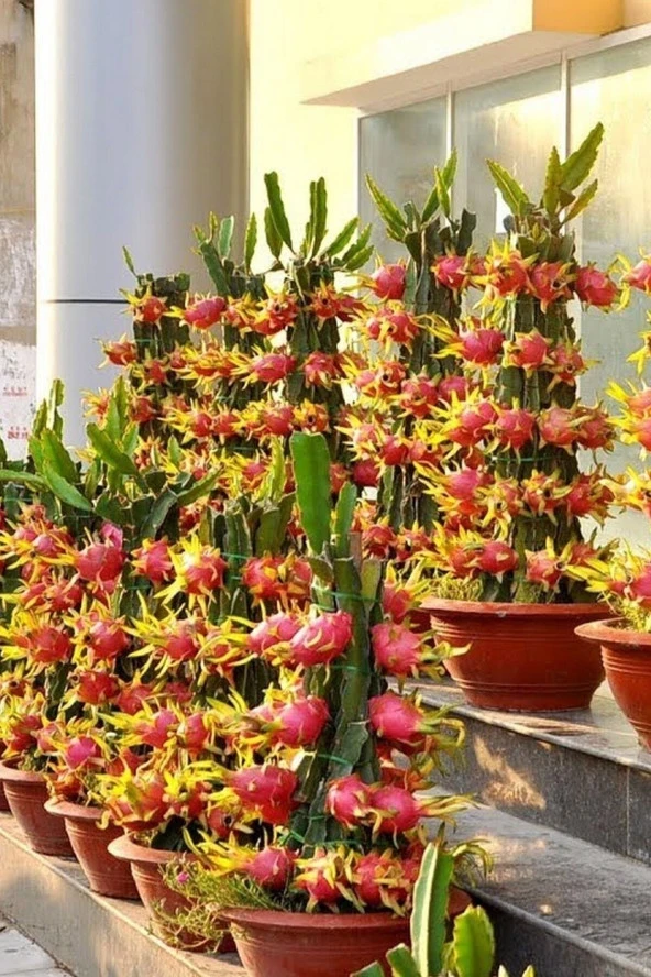 25 Adet Tohum Organik Tropikal Kırmızı Pitaya Ejder Meyve Ağaç Tohumu Bodur Bol Verimli Tohum