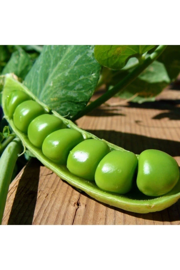 150 Adet Tohum Organik Iri Bezelye Tohumu Kaliteli Yerli Verimli Bezelye Tohumu Hediyeli ürün görseli 1