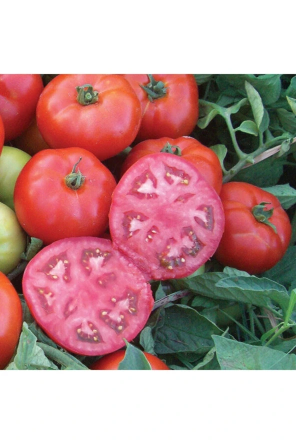 150 Adet Tohum Ankara Ayaş Yerli Oturak Köy Domatesi Tohumu Saksı Topraklı ürün görseli 1