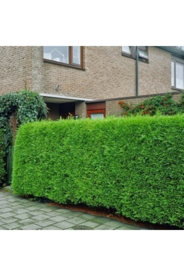 25 Adet Tohum Nadir Yeşil Çit Mazı Ağaç Tohumu Orjinal Tohum Saksı Toprak Hediye ürün görseli 1