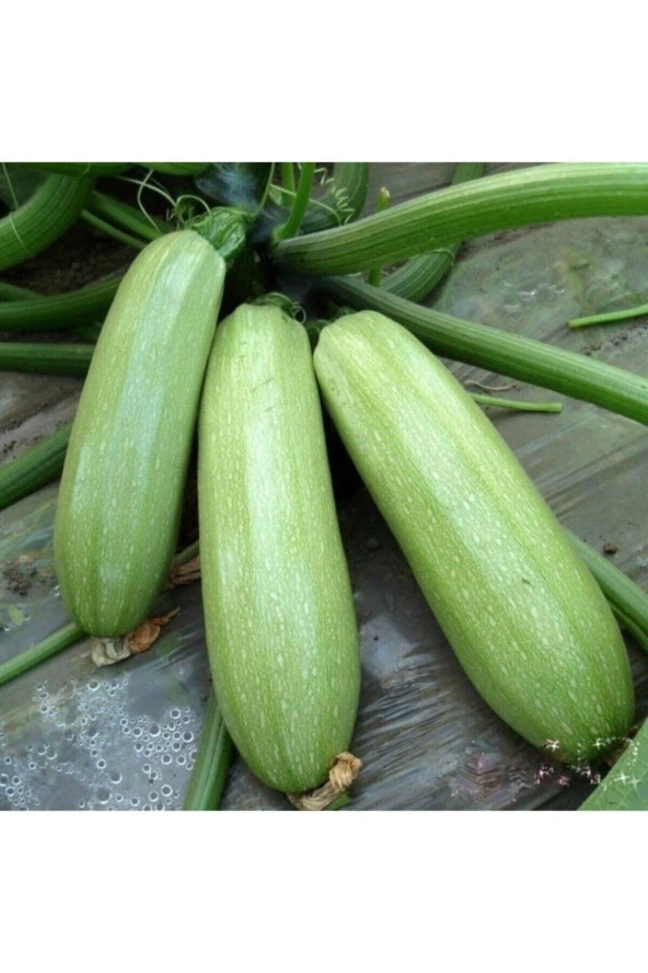 15 Adet Tohum Beyaz Dolmalık Kabak Tohumu Organik Yeşil Dolmalık Kabak Yeni Hasat Hediye Tohumlu ürün görseli 1