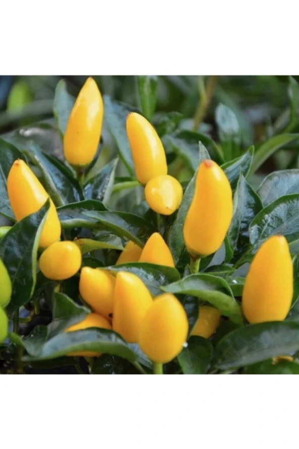 100 Adet Tohum Süper Paket Taze Sarı Süs Biberi Organik Bahçe Tohumlar Biber Tohumları Hediye Tohum ürün görseli 1