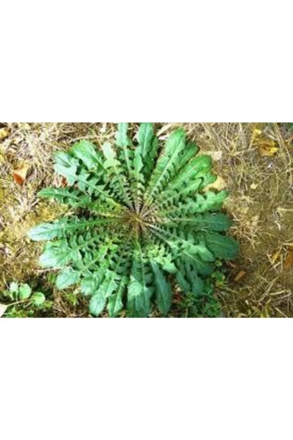 300 Adet Tohum Nadir Hindiba Hindibağı Tohumu Süper Fiyat Hediye Tohumludur ürün görseli 1