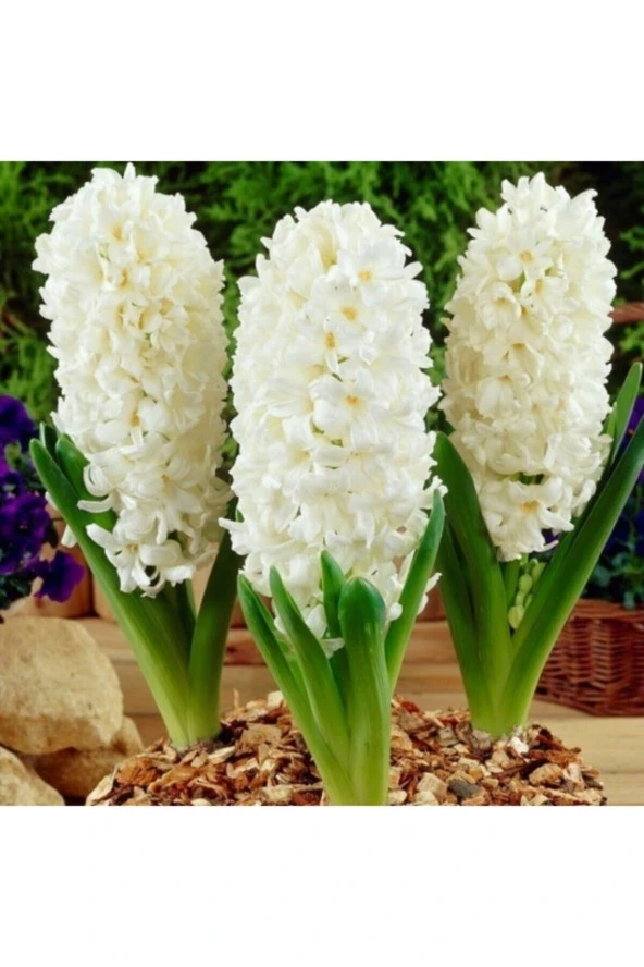 20 Adet Tohum Nadir Beyaz Sümbül Çiçeği Tohumu Soğan Değil Tohumdur Saksı Toprak Hediye ürün görseli 1