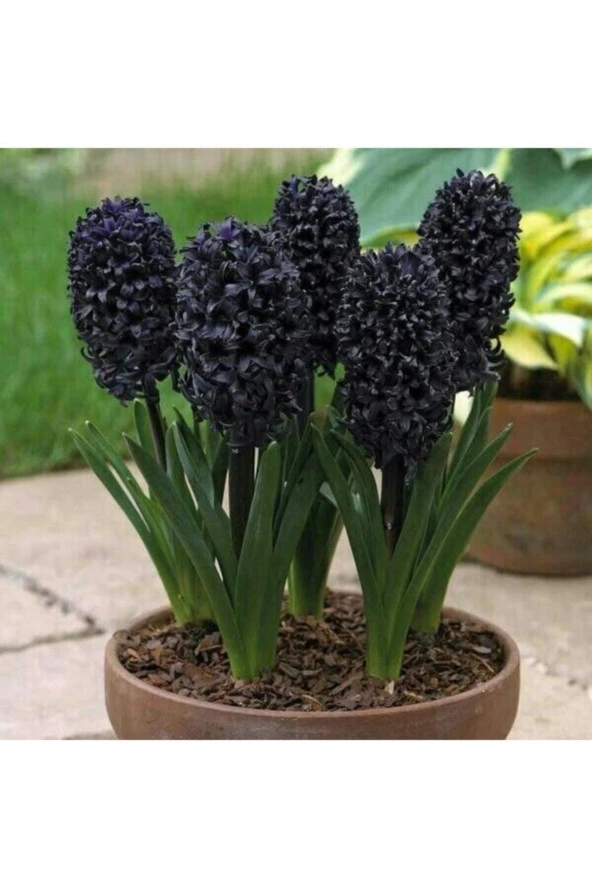 20 Adet Tohum Nadir Siyah Sümbül Çiçeği Tohumu Soğan Değil Tohumdur Saksı Toprak Hediyemiz ürün görseli 1