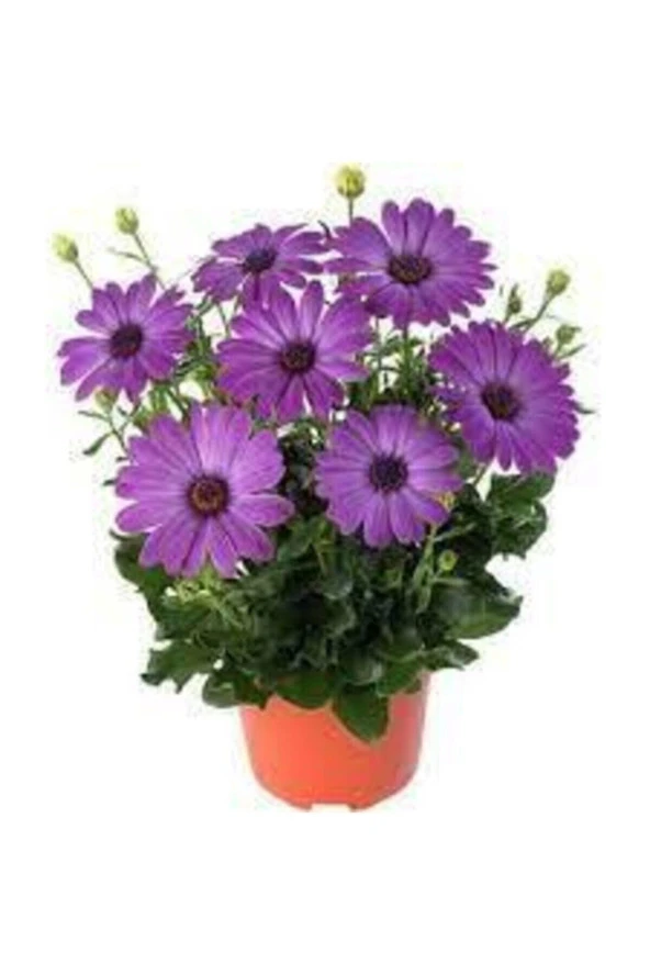 50 Adet Tohum Nadir Tropikal Kraliçe Papatya Çiçeği Tohum Organik Saksı Toprak Hediyeli ürün görseli 1