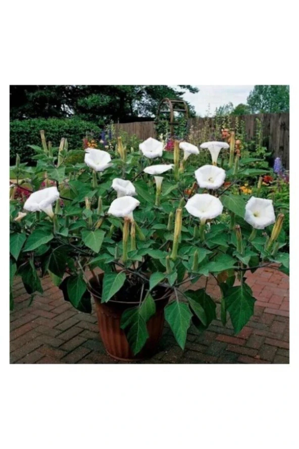 20 Adet Tohum Nadir Uzak Doğu Gece Güzeli Çiçeği Çiçeği Tohumu Çiçek Tohumu Taze Tohum ürün görseli 1