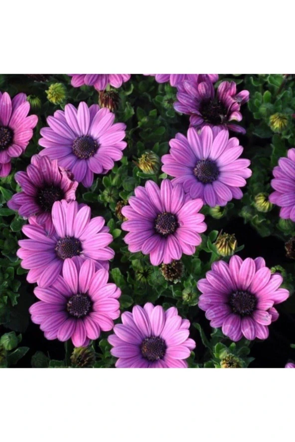 50 Adet Tohum Nadir Trapikal Afrika Papatyası Tohumu Afrika Çiçeği Tohumu Saksı Toprak Hediye ürün görseli 1