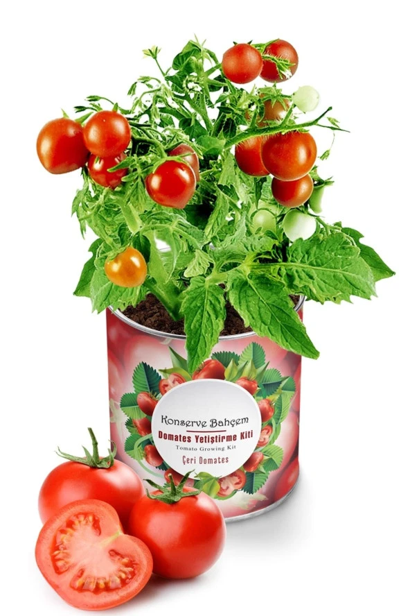 20 Adet Tohum Nadir Saksılık Pinpon Domates Tohumu Yeni Mahsul Domates Tohumu Saksı Toprak Hediye ürün görseli 1
