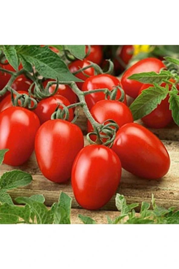 200 Adet Tohum Yeni Mahsul Pinpon Köy Domates Tohumları Organik Bahçe Tohumlar Sürpriz Hediyeli ürün görseli 1