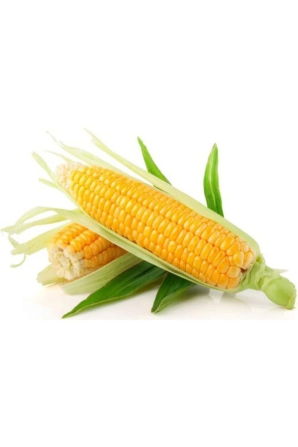 100 Adet Tohum Organik Bahçe Taze Süt Mısır Tohumu Yeni Sezon Kaliteli Köy Mısırı Haşlamalık Mısır