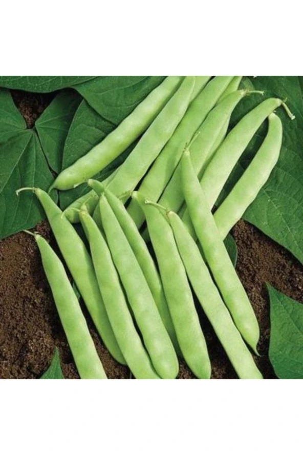 100 Adet Tohum Nadir Kılçıksız Ince Simbo Fasulye Tohumu Taze Yeşil Fasülye Tohumu ürün görseli 1