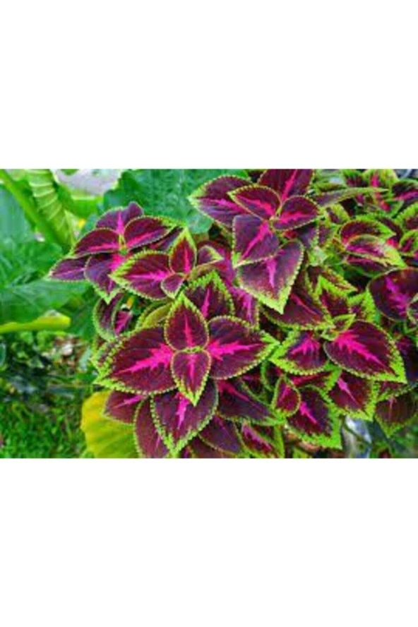 50 Adet Tohum Nadir Yaprağı Güzel Çiçeği Tohumu Güzel Tapraklı Rengarenk Çiçek Tohumu Hediye Tohum ürün görseli 1